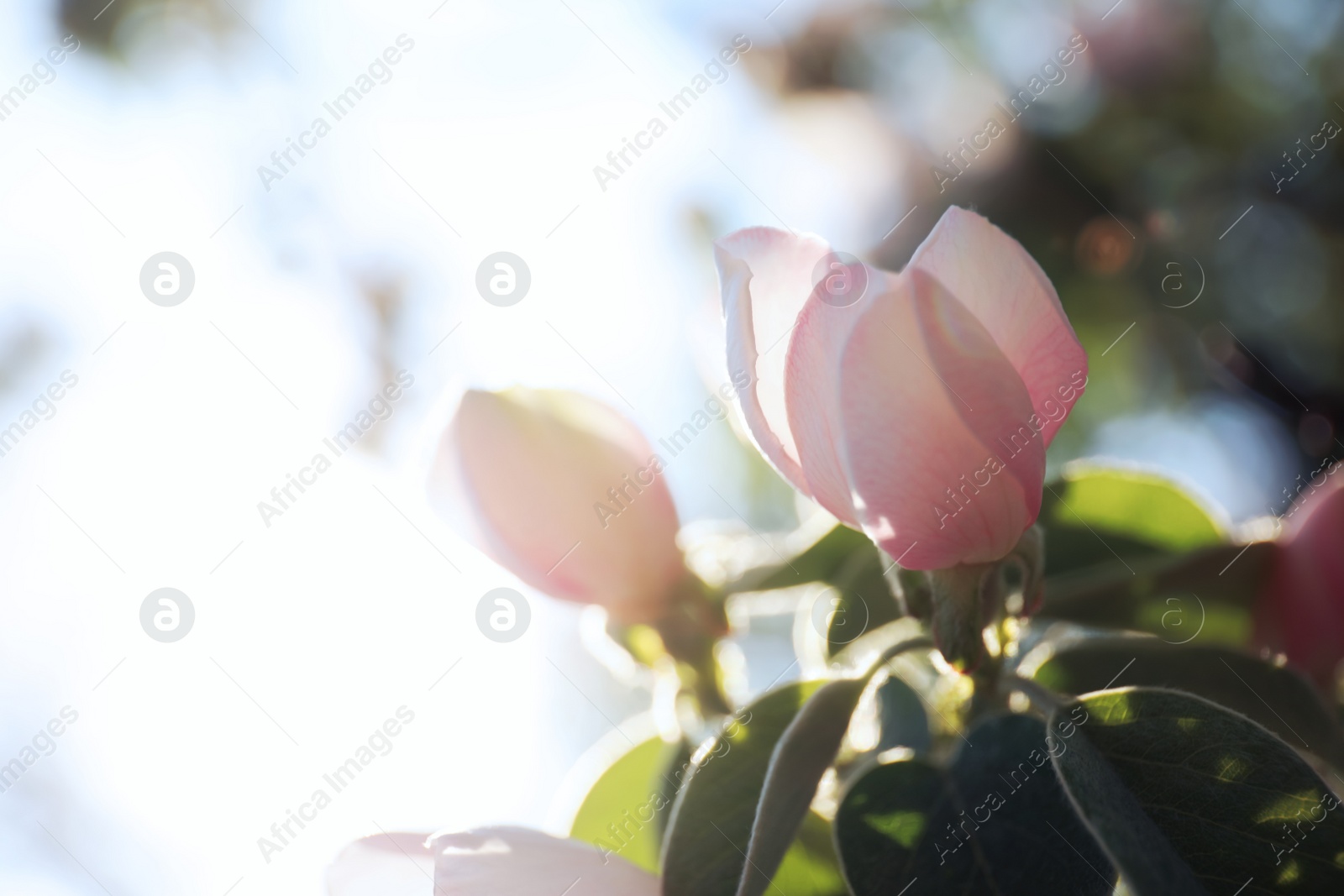 Photo of Closeup view of beautiful blossoming quince tree outdoors on spring day