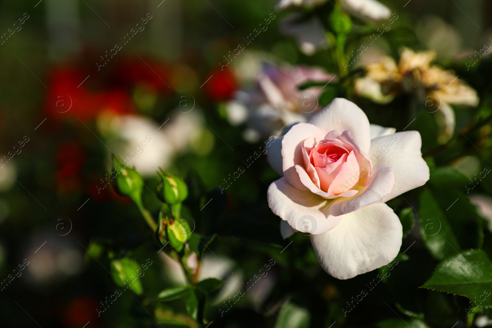 Photo of Beautiful rose in blooming garden on sunny day