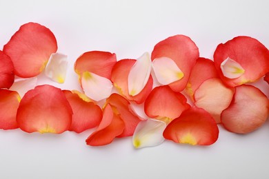 Photo of Beautiful rose and tulip petals on white background, top view