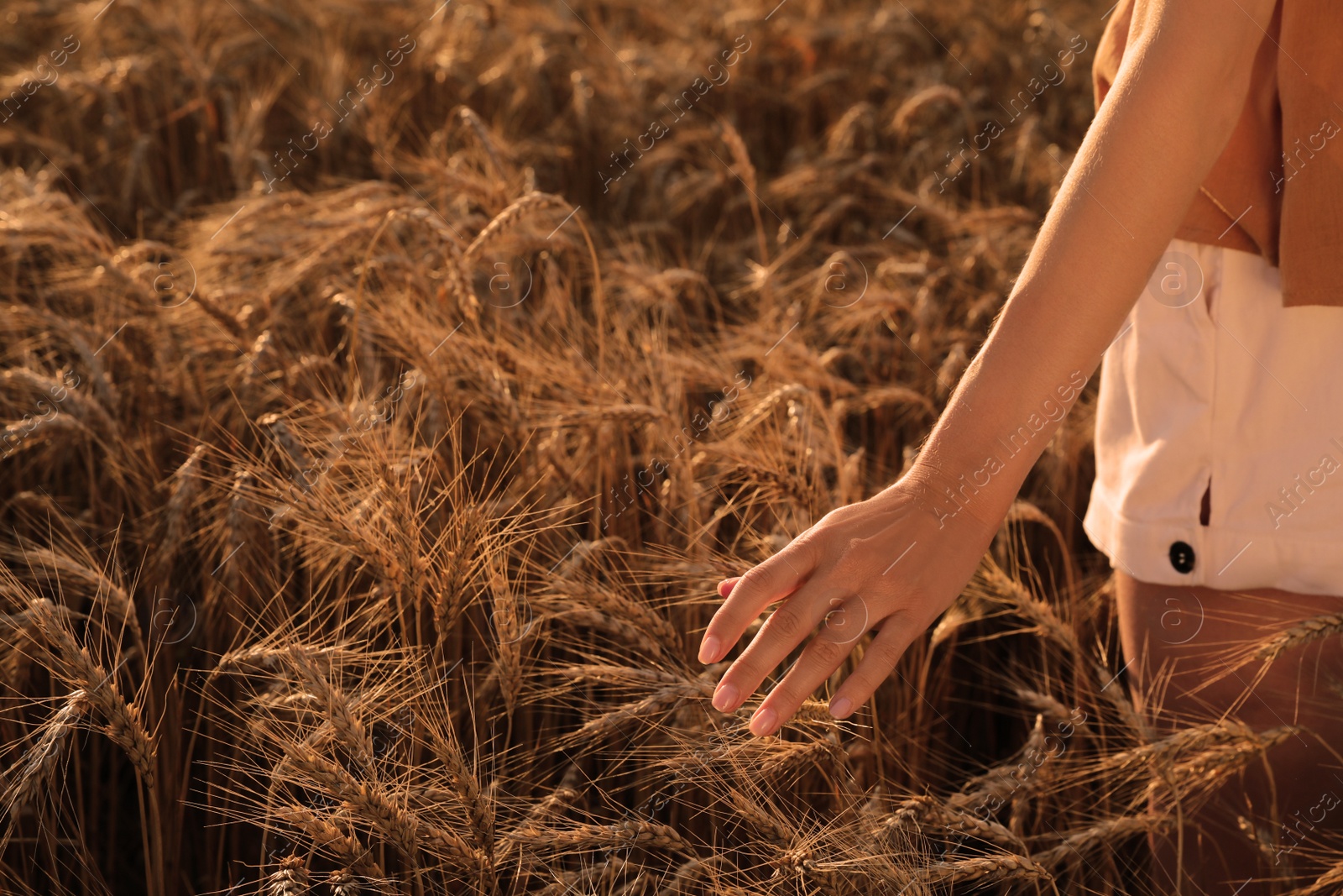 Photo of Woman in ripe wheat spikelets field, closeup