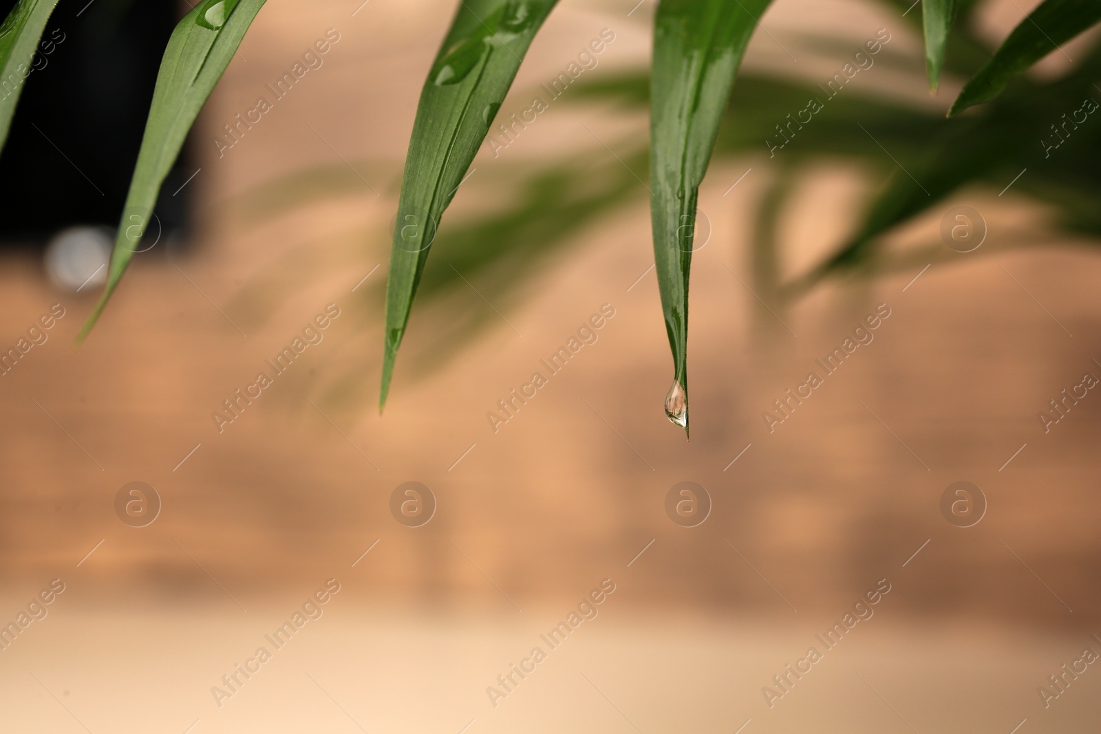 Photo of Beautiful leaves with water drops on blurred background, closeup