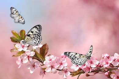 Image of Beautiful rice paper butterflies on blossoming tree branch in garden, closeup