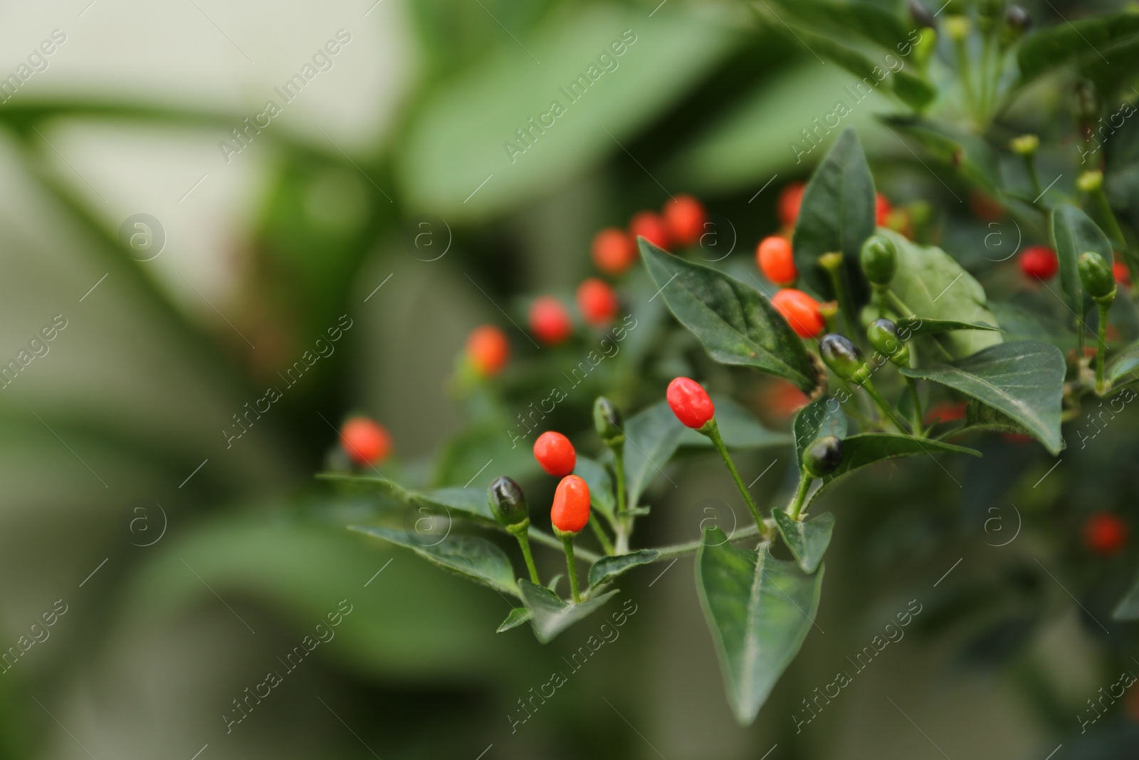 Photo of Chili pepper plant growing in garden outdoors, closeup. Space for text