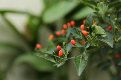 Chili pepper plant growing in garden outdoors, closeup. Space for text