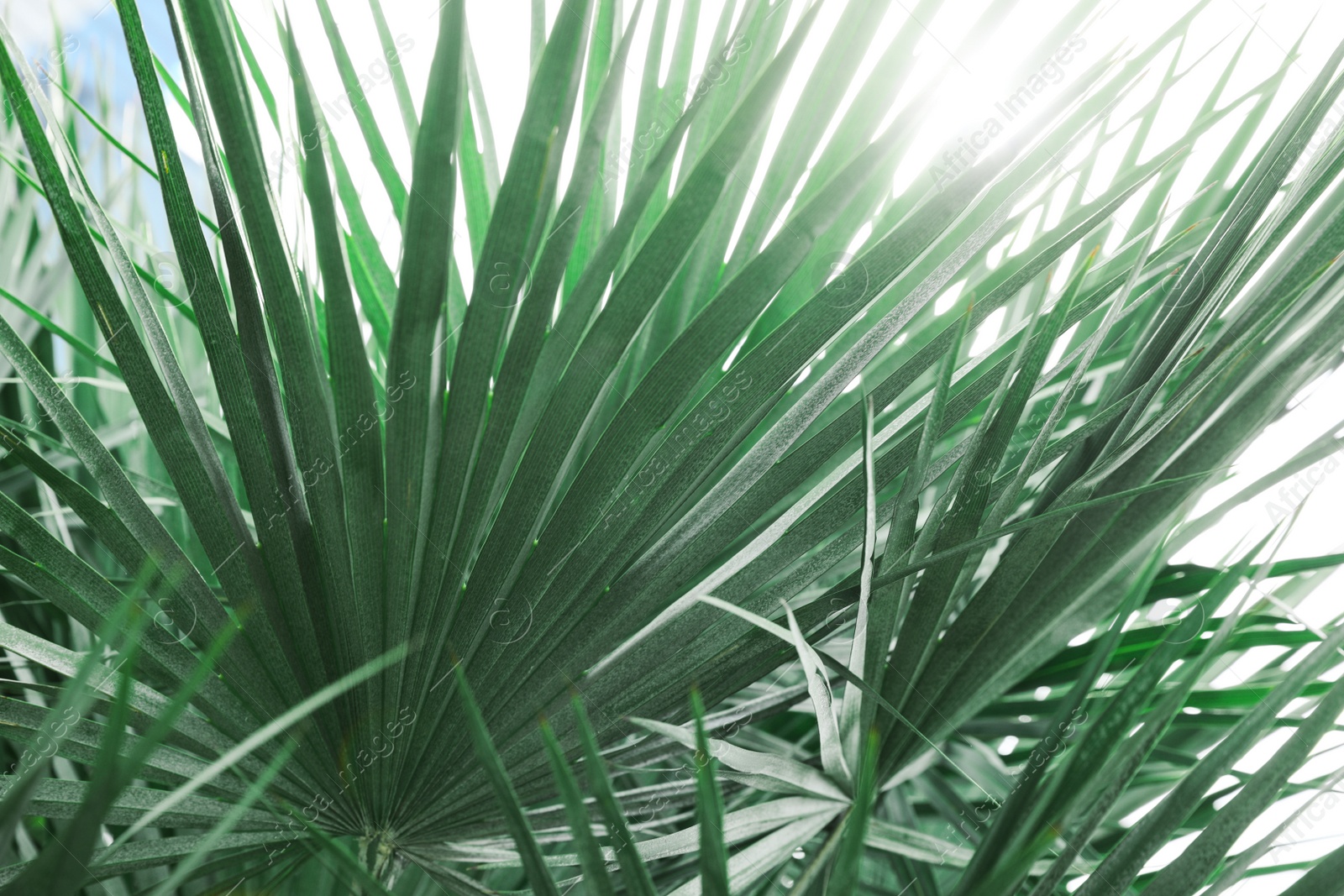 Photo of Beautiful green tropical leaves outdoors on sunny day, closeup