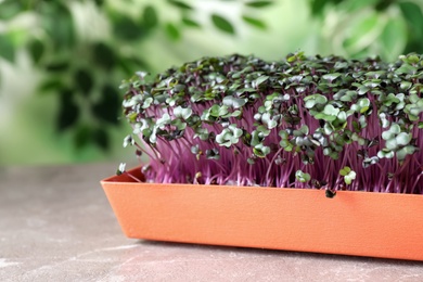 Photo of Fresh organic microgreen on light grey table, closeup