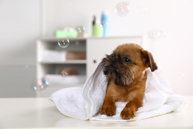 Studio portrait of funny Brussels Griffon dog with towel in bathroom