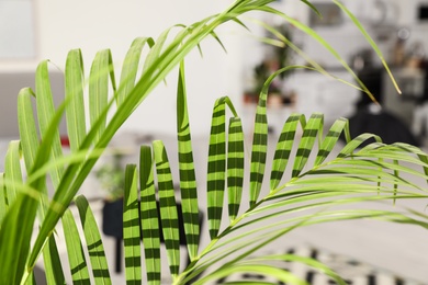 Photo of Palm branches on blurred background, closeup. Trendy home interior with plant