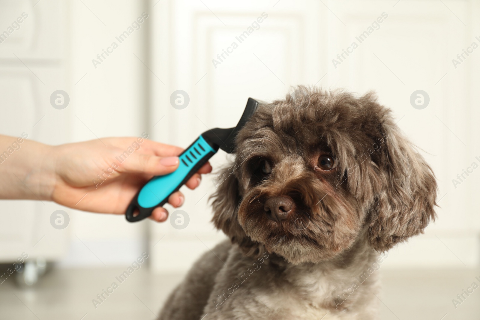 Photo of Woman brushing cute Maltipoo dog indoors, closeup. Lovely pet