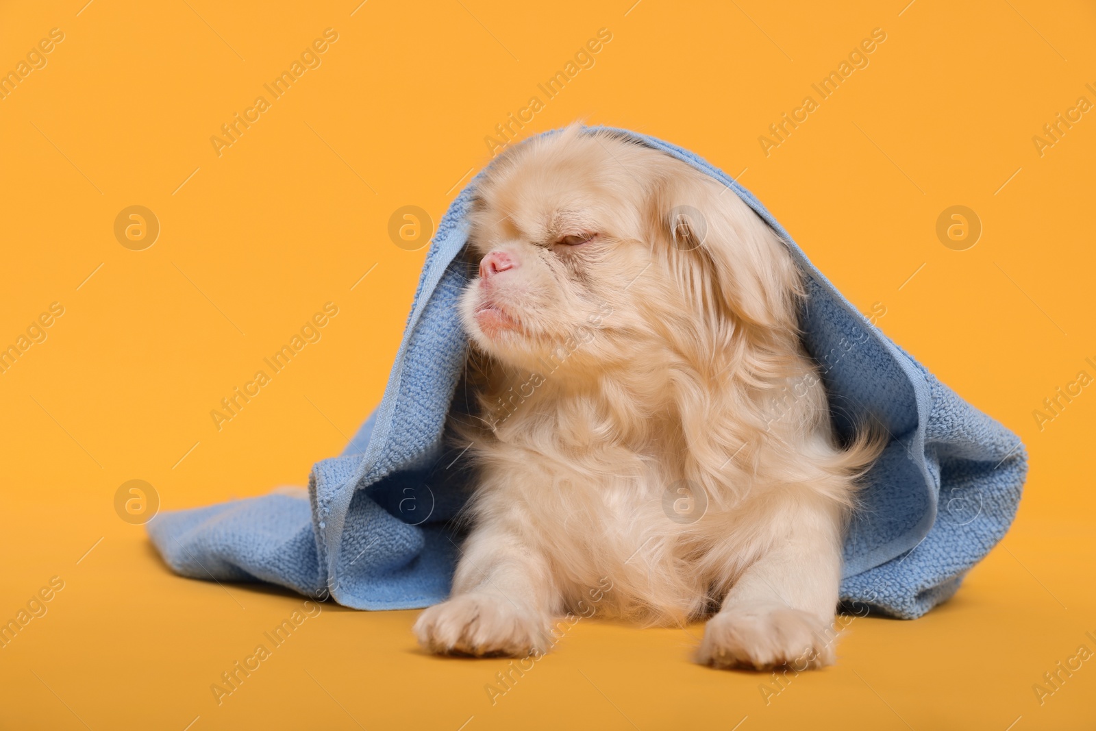 Photo of Cute Pekingese dog with towel on yellow background. Pet hygiene