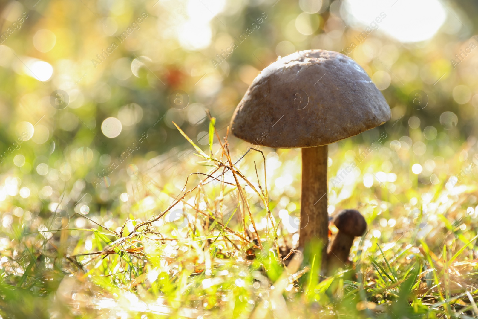 Photo of Fresh wild mushrooms growing outdoors, closeup. Space for text