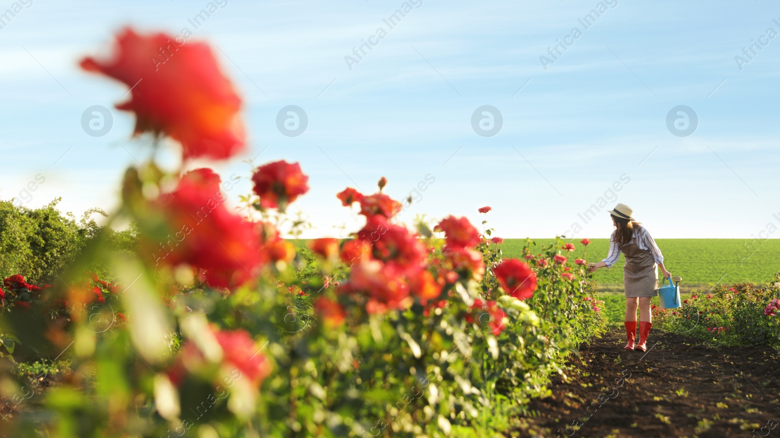 Photo of Woman with watering can walking near rose bushes outdoors. Gardening tool