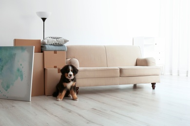 Cute puppy near moving boxes in living room
