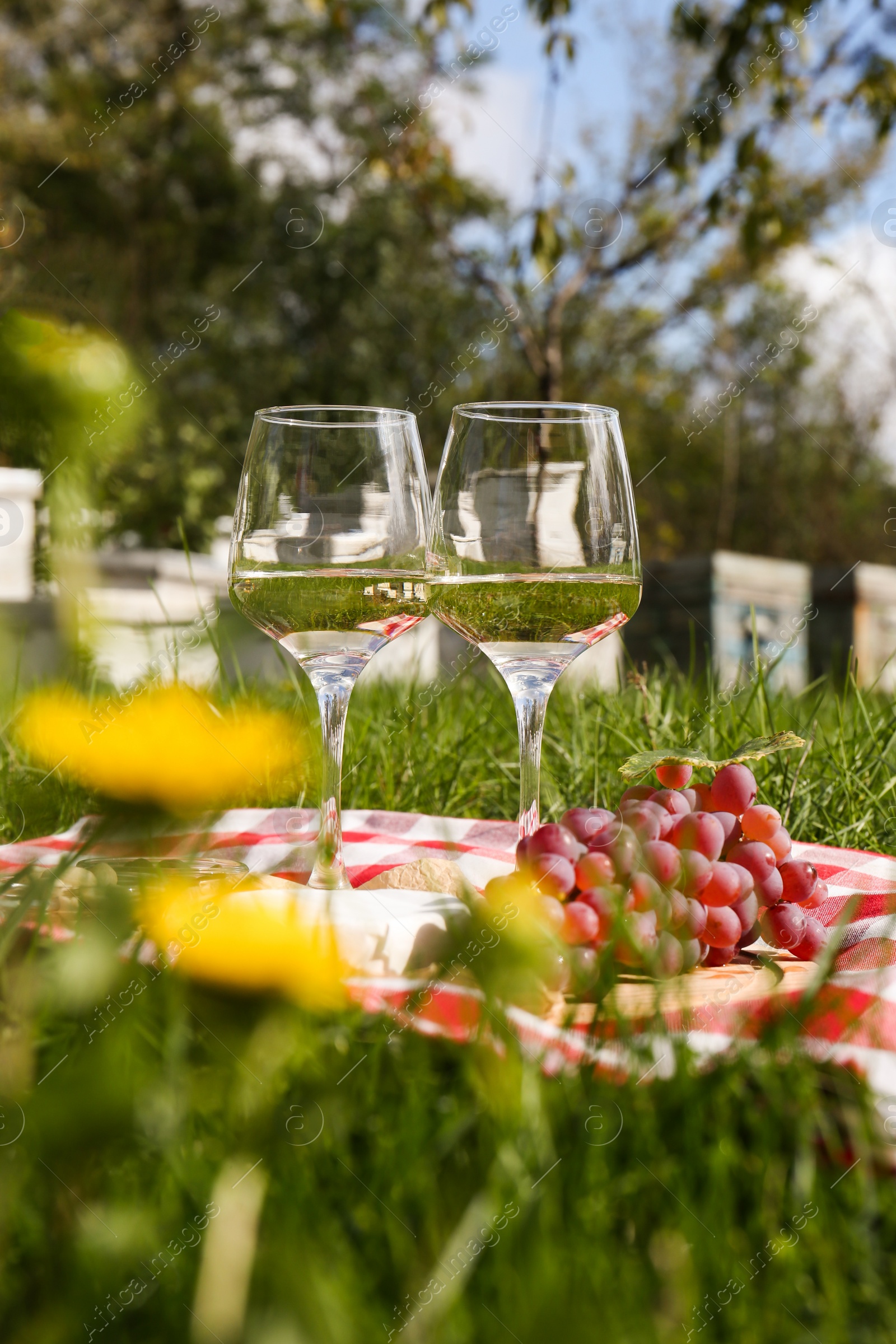 Photo of Glasses of white wine and snacks for picnic served on blanket near apiary