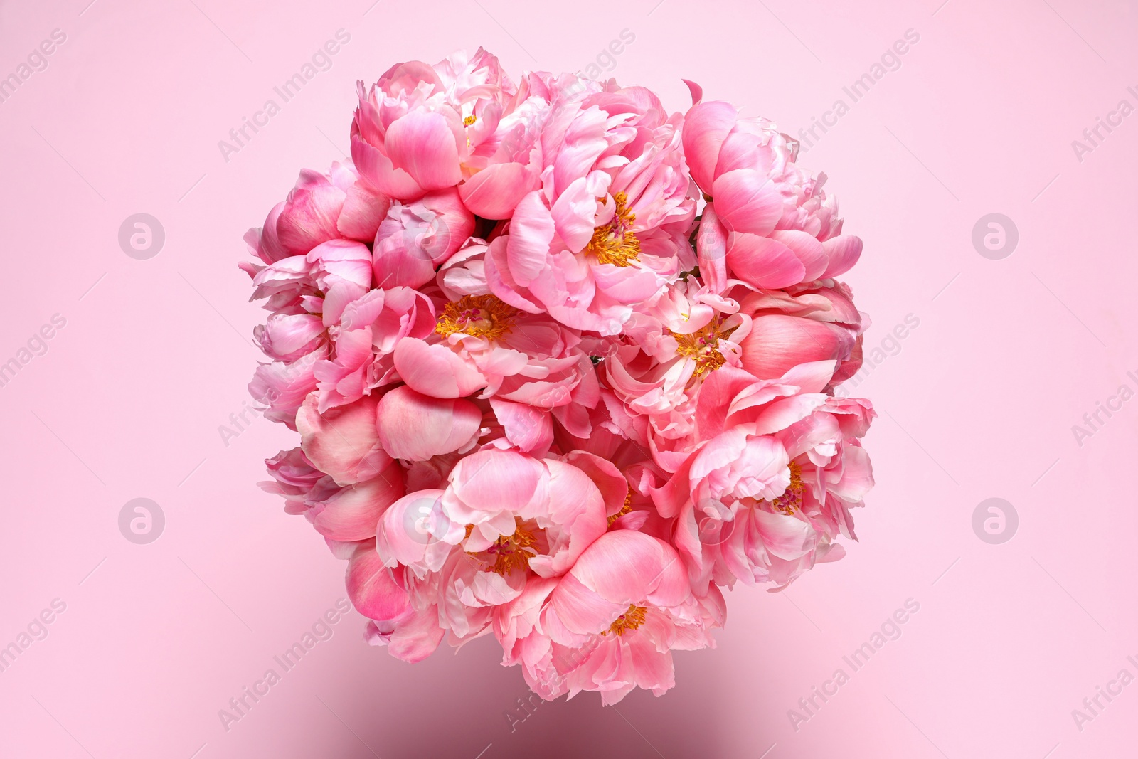 Photo of Bunch of beautiful peonies on pink background, top view