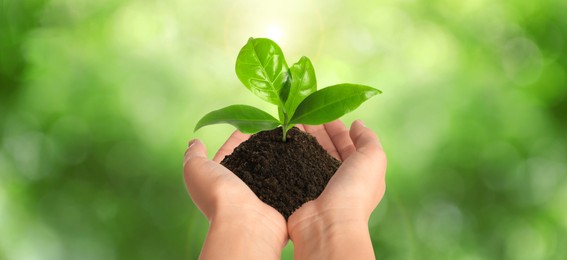 Image of Closeup view of woman holding small plant in soil on blurred background, banner design. Ecology protection