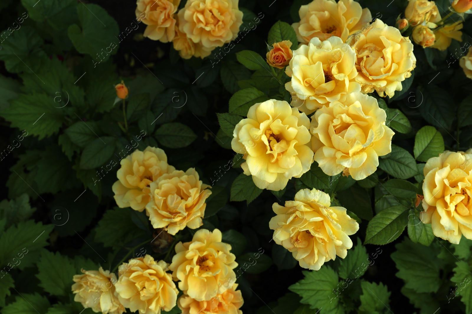 Photo of Beautiful blooming yellow roses on bush outdoors