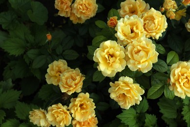 Photo of Beautiful blooming yellow roses on bush outdoors