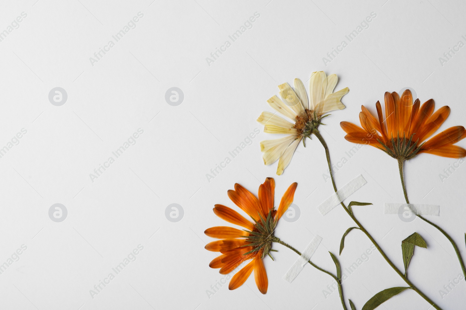Photo of Wild pressed dried chrysanthemum flowers on white background, space for text. Beautiful herbarium