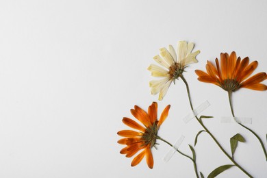 Wild pressed dried chrysanthemum flowers on white background, space for text. Beautiful herbarium