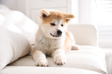Photo of Adorable akita inu puppy lying on sofa indoors