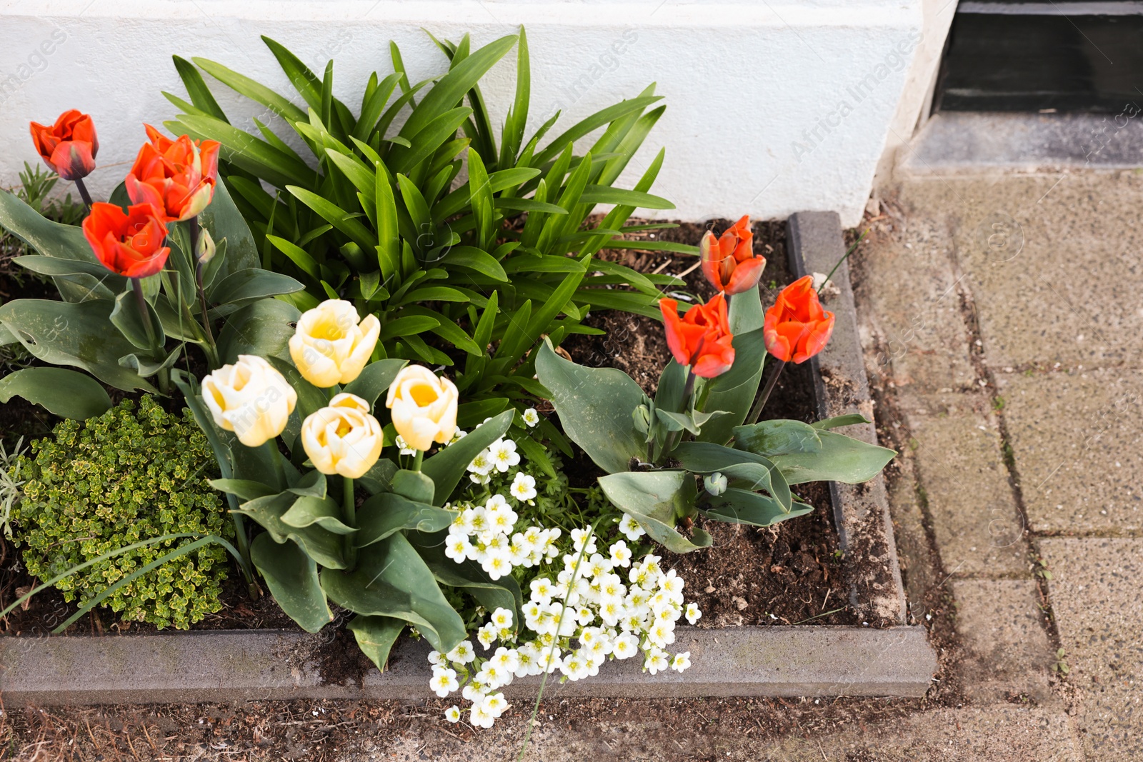 Photo of Different beautiful plants in street flower bed outdoors