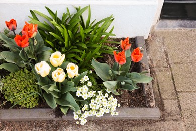 Different beautiful plants in street flower bed outdoors