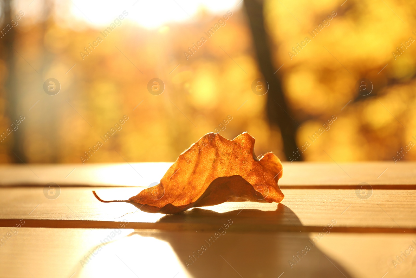Photo of Dry autumn leaf on wooden planks against bright blurred background