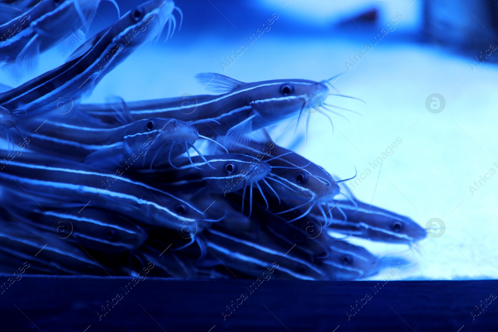 Photo of School of catfish swimming in clear aquarium water. closeup