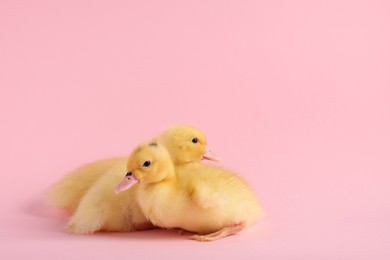 Photo of Baby animals. Cute fluffy ducklings sitting on pink background, space for text