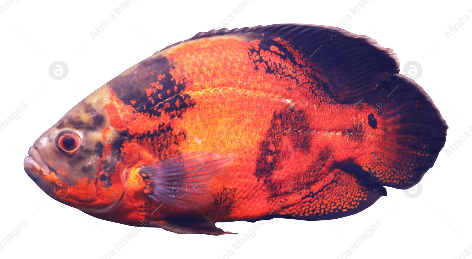 Image of Beautiful bright oscar fish on white background