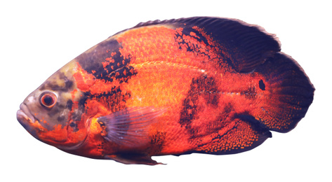 Beautiful bright oscar fish on white background