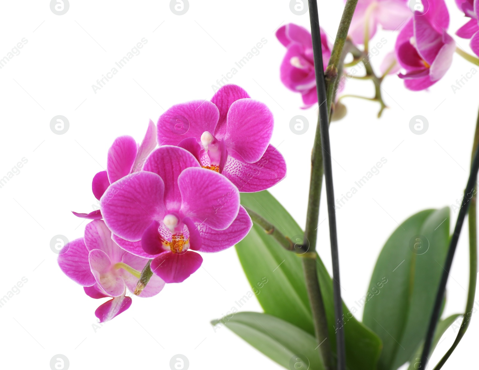 Photo of Beautiful tropical orchid flower on white background