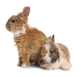 Cute fluffy pet rabbits isolated on white