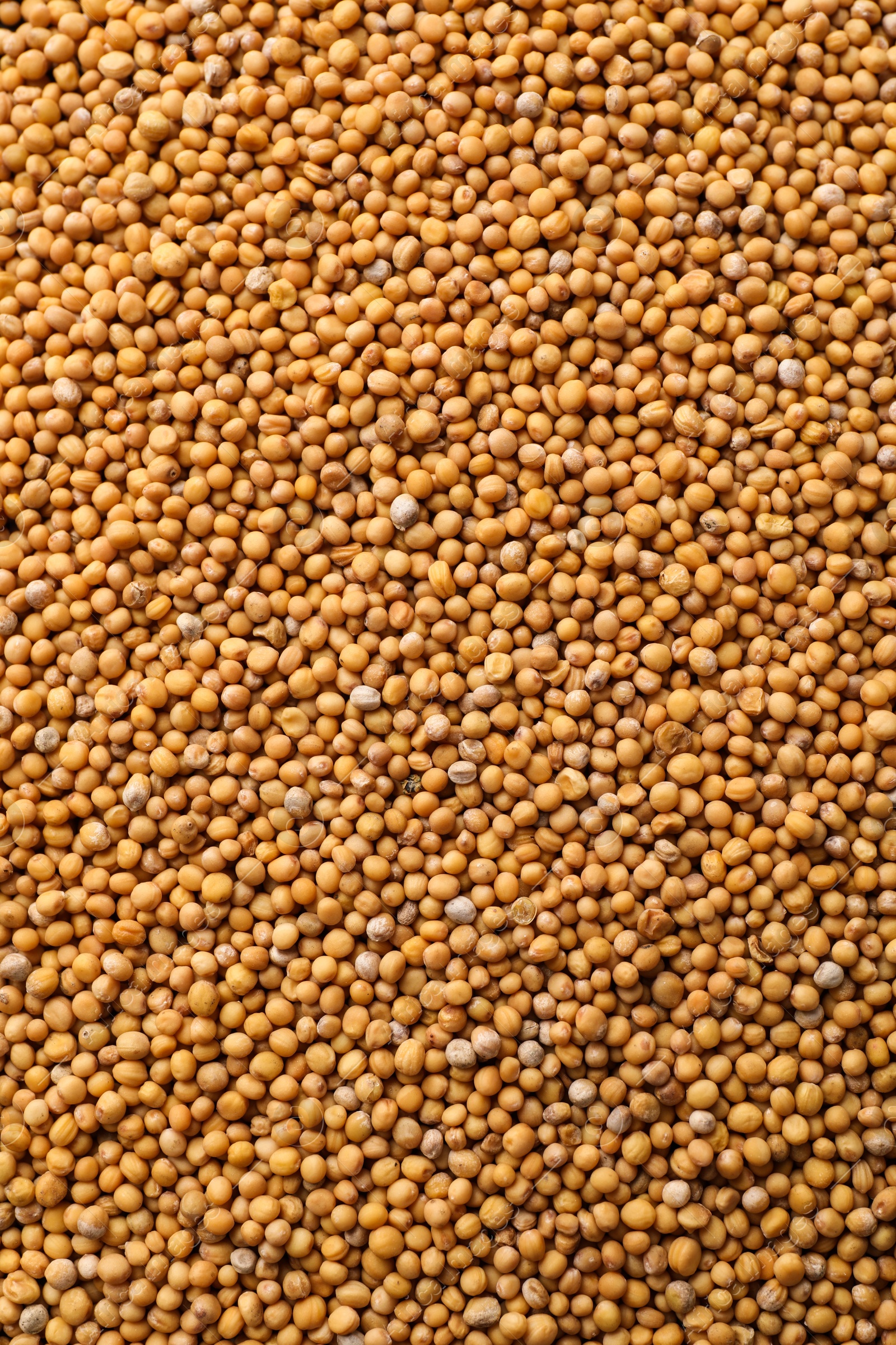 Photo of Aromatic mustard grains as background, top view