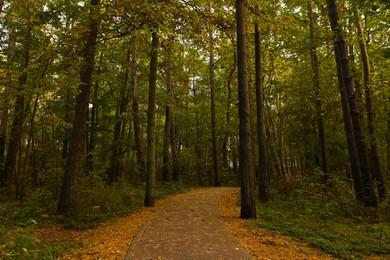Photo of Many beautiful trees and pathway with fallen leaves in autumn park