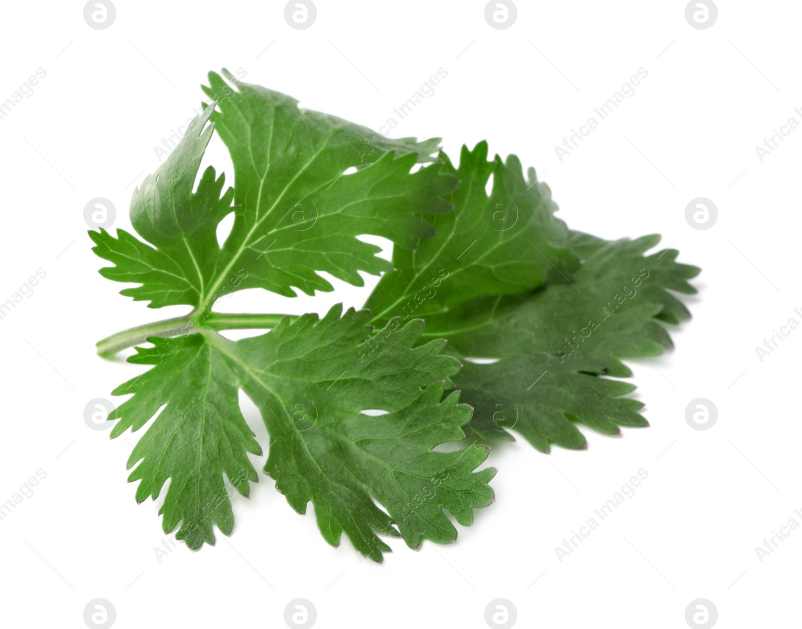 Photo of Aromatic fresh green cilantro isolated on white