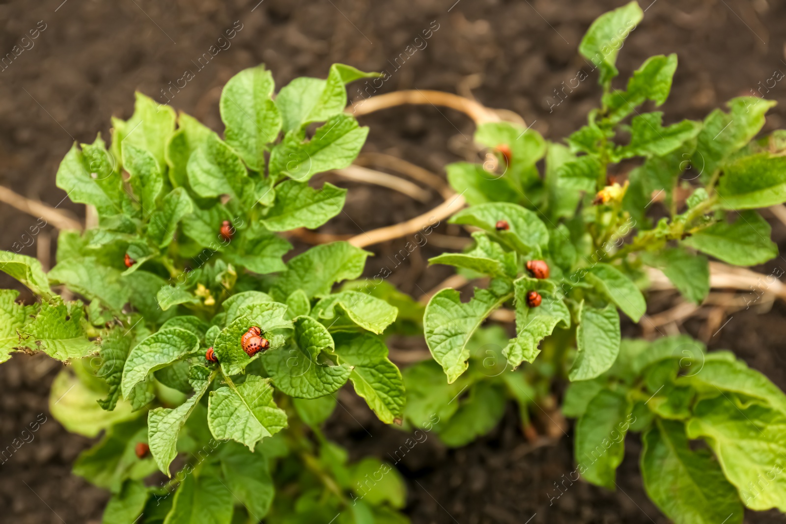 Photo of Larvae of colorado beetles on potato plants outdoors