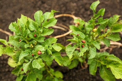 Photo of Larvae of colorado beetles on potato plants outdoors