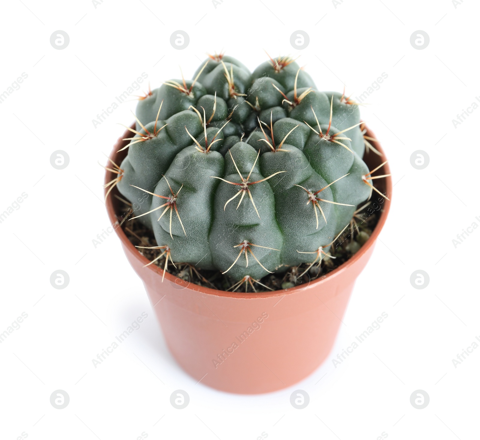 Photo of Succulent plant in flowerpot isolated on white. Home decor