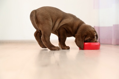 Photo of Chocolate Labrador Retriever puppy eating  food from bowl at home