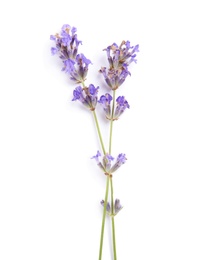 Photo of Beautiful blooming lavender flowers on white background