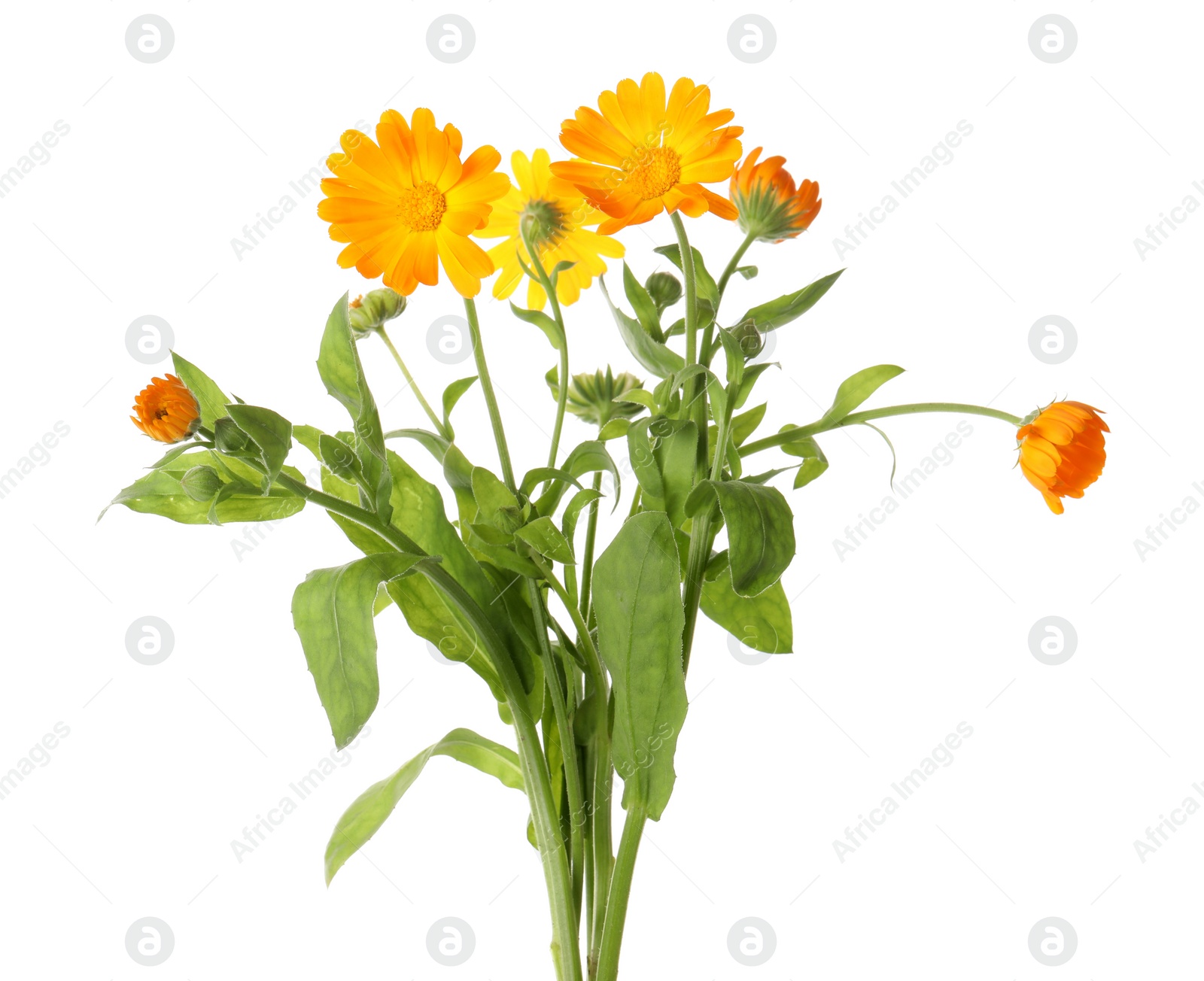 Photo of Fresh blooming calendula plants on white background