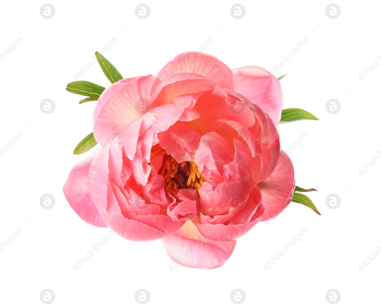 Photo of Beautiful blooming pink peony isolated on white