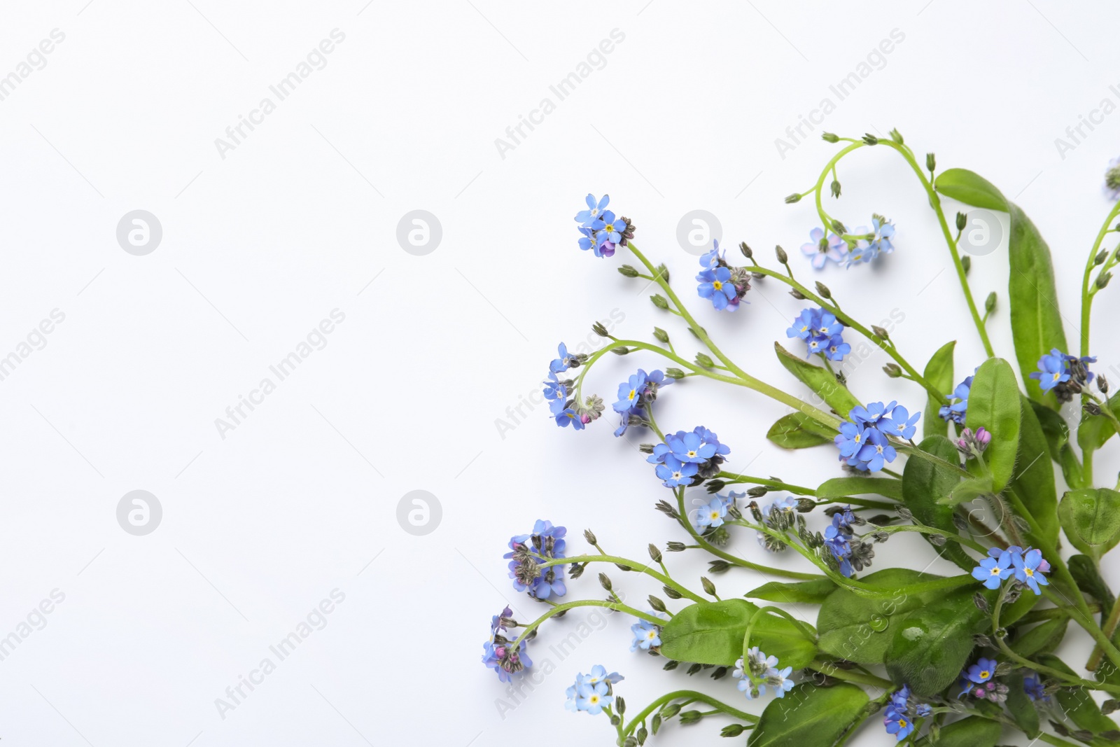 Photo of Beautiful blue forget-me-not flowers on white background, top view