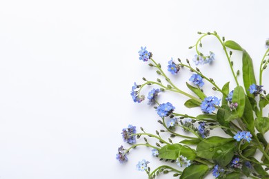 Beautiful blue forget-me-not flowers on white background, top view