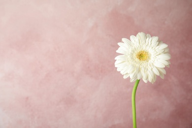 Photo of Beautiful bright gerbera flower on color background. Space for text