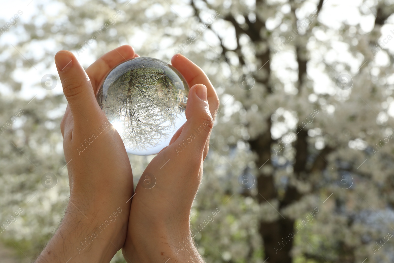 Photo of Beautiful tree with white blossoms outdoors, overturned reflection. Man holding crystal ball in spring garden, closeup. Space for text