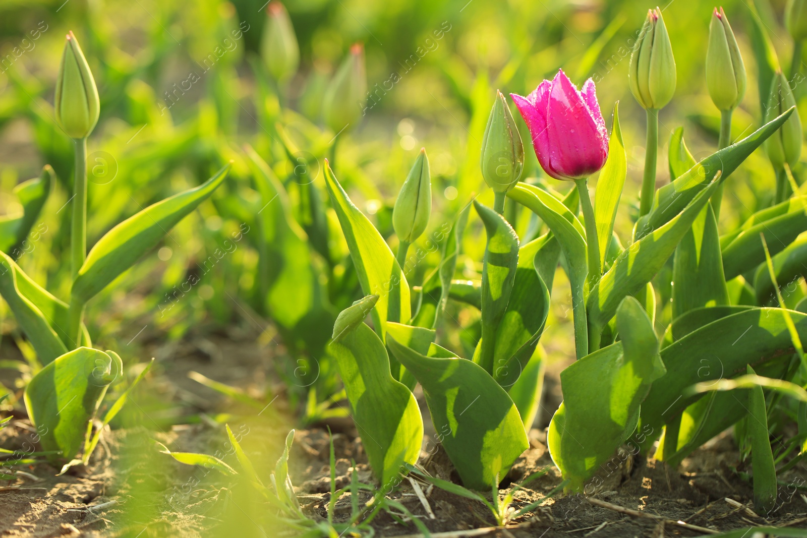 Photo of Beautiful fresh tulip with water drops on field, space for text. Blooming spring flowers