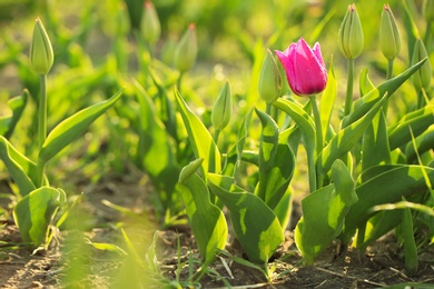 Beautiful fresh tulip with water drops on field, space for text. Blooming spring flowers